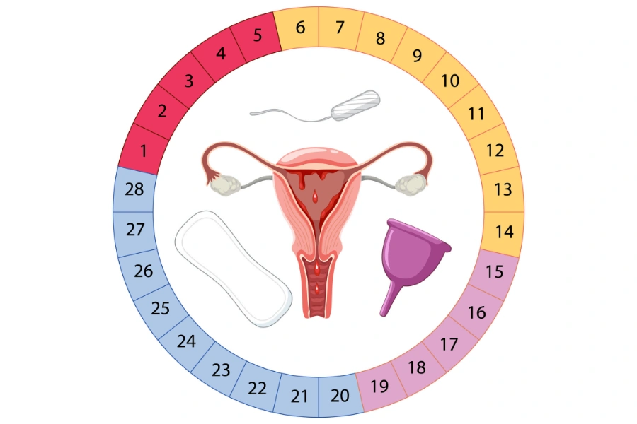 Chomu Porushuyetsya Menstrualnyj Czykl 3